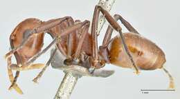 Image of Polyrhachis thrinax Roger 1863