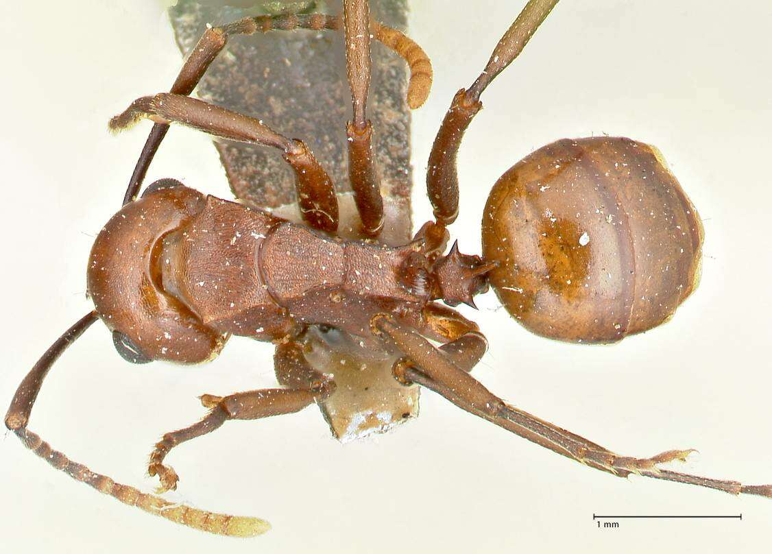 Image of Polyrhachis thrinax Roger 1863