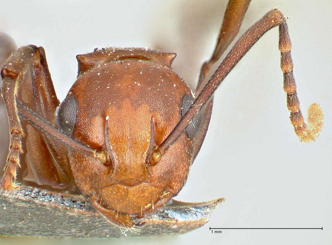 Image of Polyrhachis thrinax Roger 1863