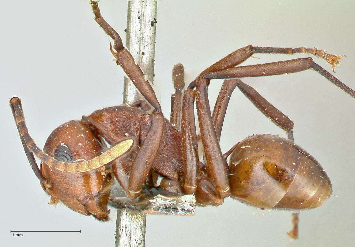 Image of Polyrhachis thrinax Roger 1863