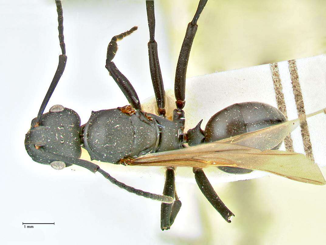 Image de Polyrhachis atossa Forel 1913