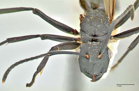 Image de Polyrhachis atossa Forel 1913