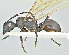 Image de Polyrhachis atossa Forel 1913