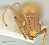 صورة Polyrhachis dahlii Forel 1901