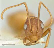 صورة Polyrhachis dahlii Forel 1901