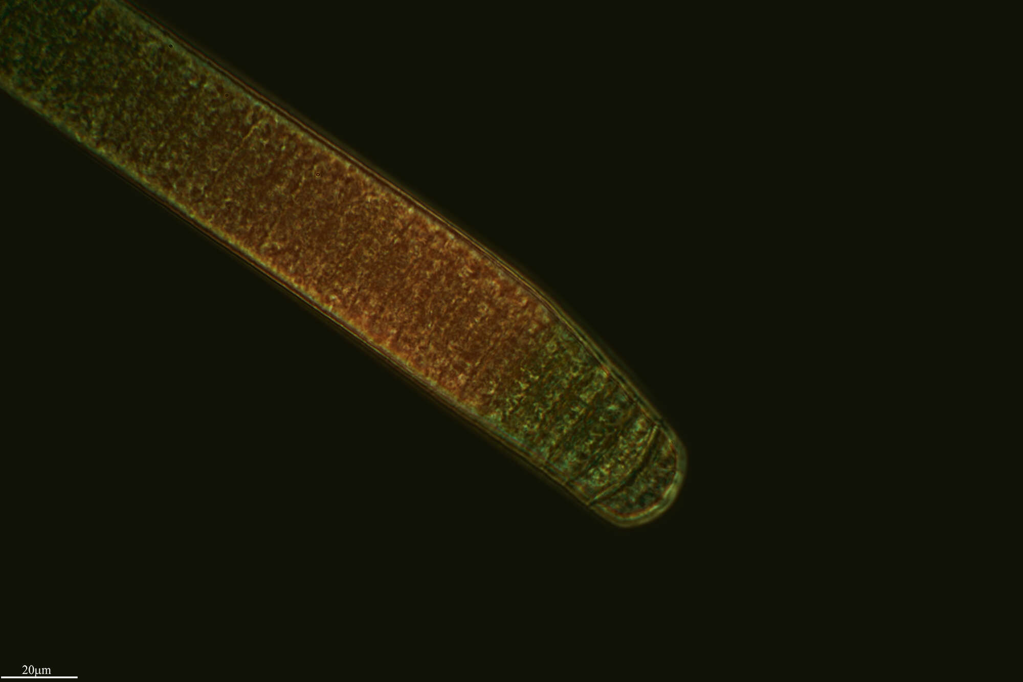 صورة Oscillatoria Vaucher ex Gomont 1892