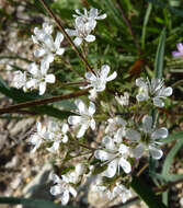 Image de Gypsophila fastigiata L.