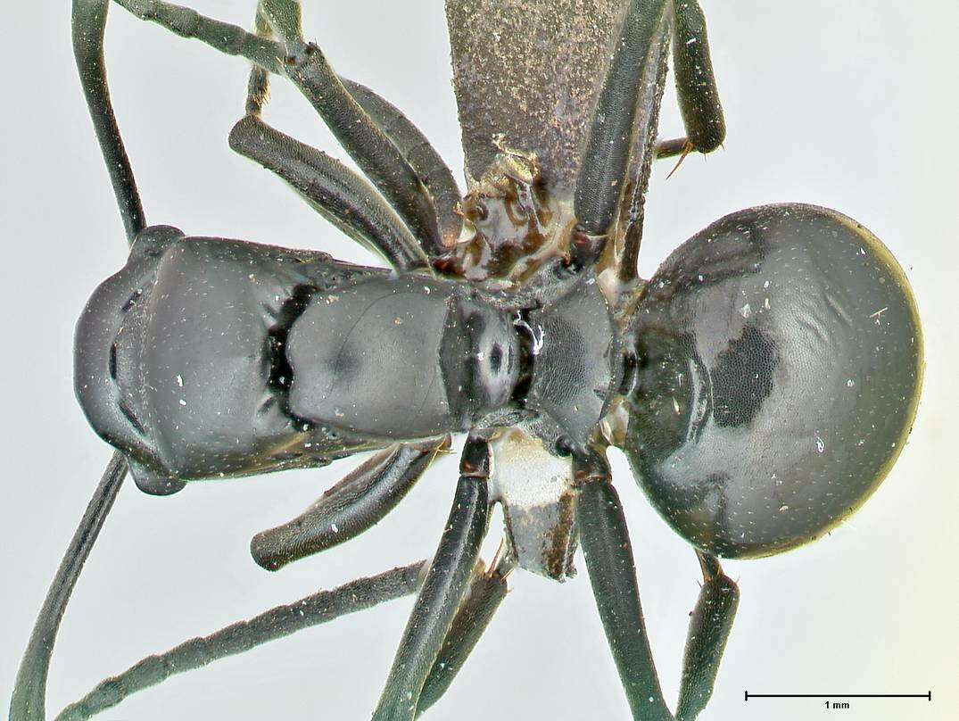 Image of Polyrhachis scissa (Roger 1862)