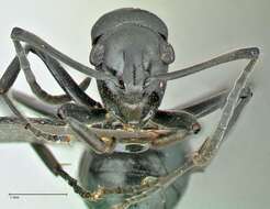 Image of Polyrhachis scissa (Roger 1862)