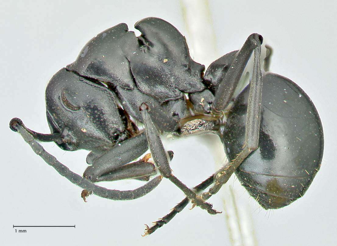 Image of Polyrhachis scissa (Roger 1862)