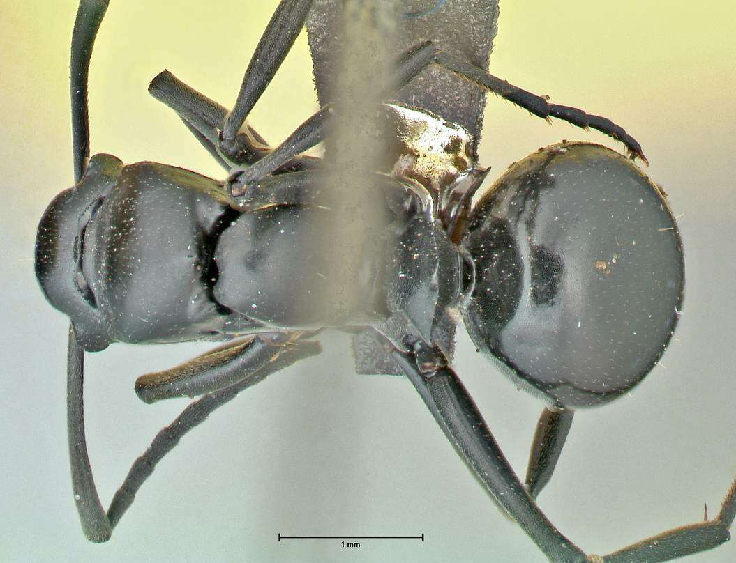 Image of Polyrhachis scissa (Roger 1862)