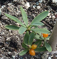 Image of Daphne alpina L.