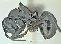 Image of Polyrhachis scissa (Roger 1862)