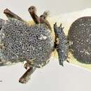Image of Echinopla arfaki Donisthorpe 1943