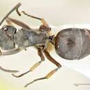 Image of Polyrhachis aenescens Stitz 1910