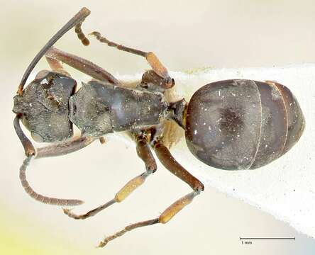 Plancia ëd Polyrhachis aenescens Stitz 1910