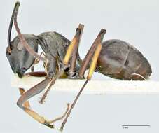 Image de Polyrhachis aenescens Stitz 1910