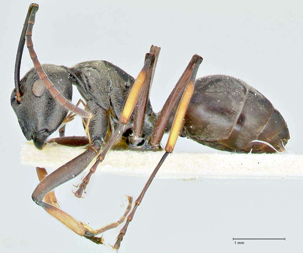 Image de Polyrhachis aenescens Stitz 1910