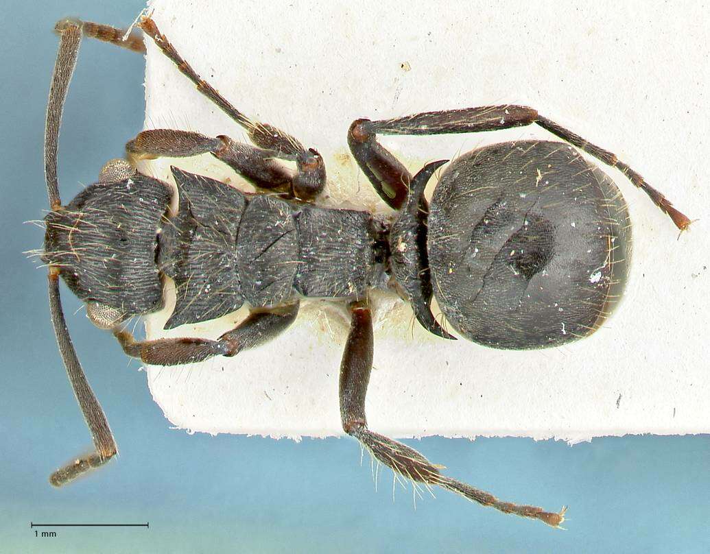 Image of Polyrhachis cornuta Stitz 1910