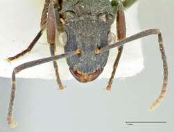 Image of Polyrhachis cornuta Stitz 1910