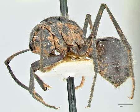 Image of Polyrhachis schistacea (Gerstaecker 1859)