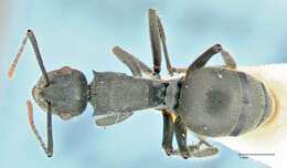 Image of Polyrhachis otleti Forel 1916