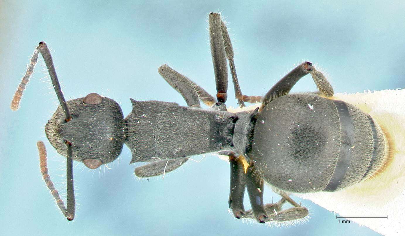 Image of Polyrhachis otleti Forel 1916