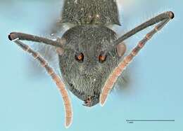 Image of Polyrhachis otleti Forel 1916