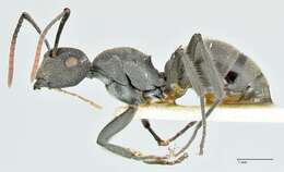 Image of Polyrhachis otleti Forel 1916