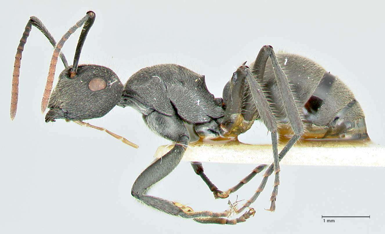 Image of Polyrhachis otleti Forel 1916