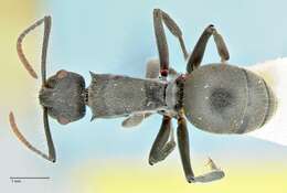 Image of Polyrhachis otleti Forel 1916