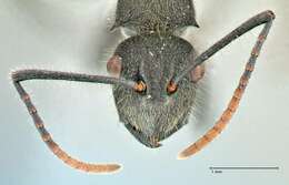 Image of Polyrhachis otleti Forel 1916