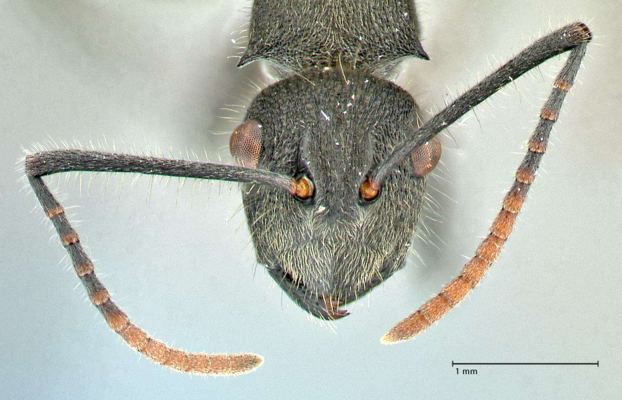 Image of Polyrhachis otleti Forel 1916