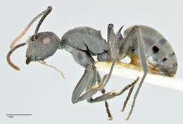 Image of Polyrhachis otleti Forel 1916