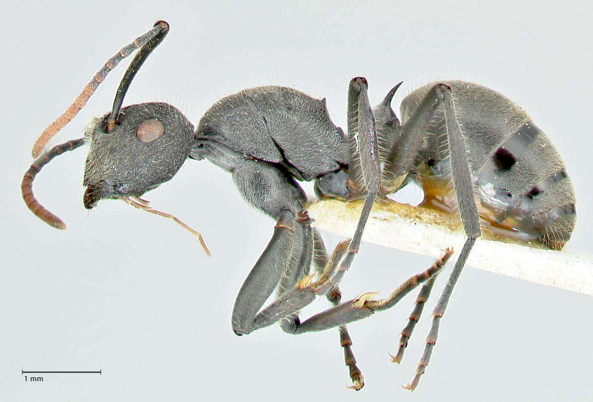 Image of Polyrhachis otleti Forel 1916