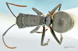 Image of Polyrhachis otleti Forel 1916