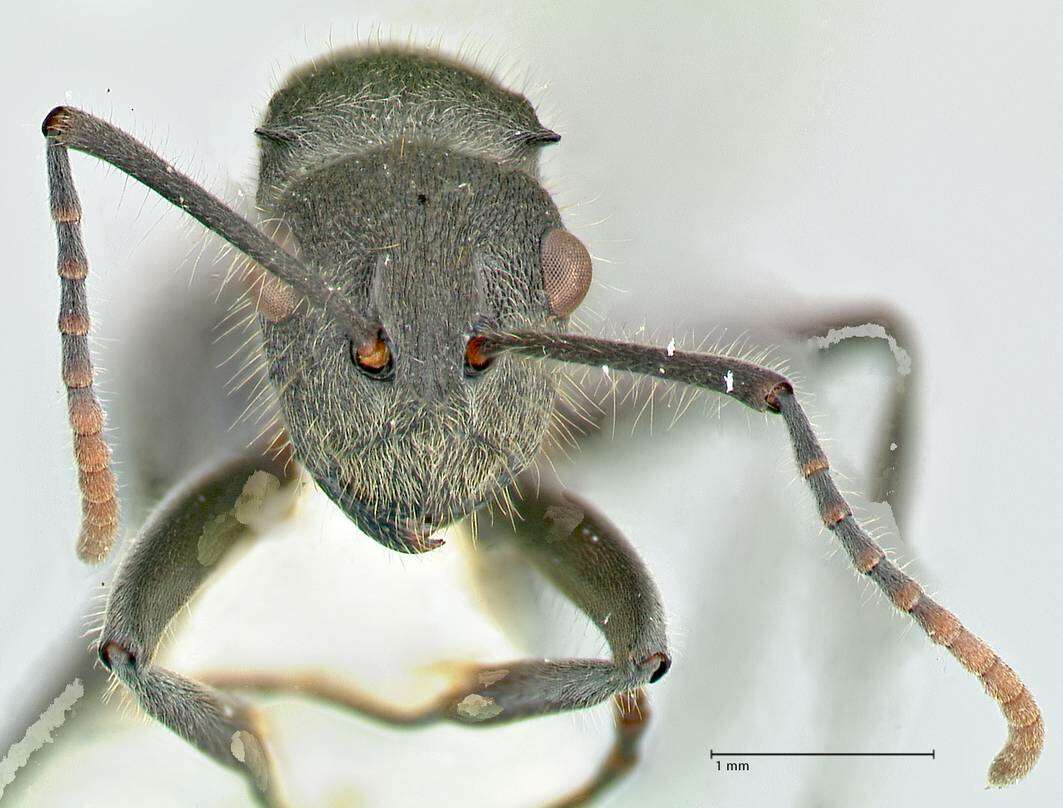 Image of Polyrhachis otleti Forel 1916