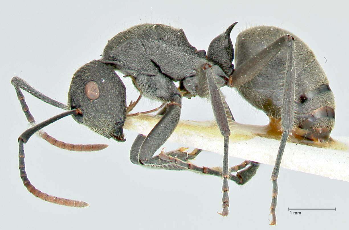 Image of Polyrhachis otleti Forel 1916