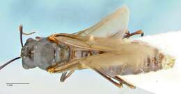 Image of Polyrhachis otleti Forel 1916