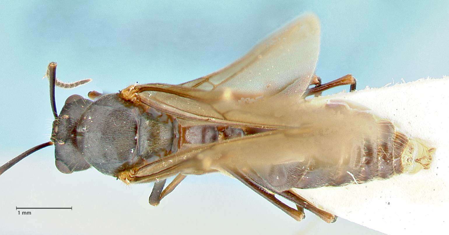 Image of Polyrhachis otleti Forel 1916
