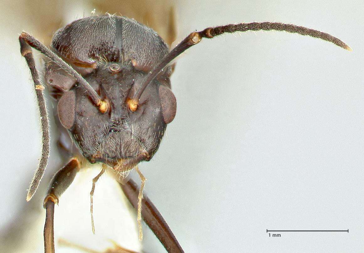 Image of Polyrhachis otleti Forel 1916