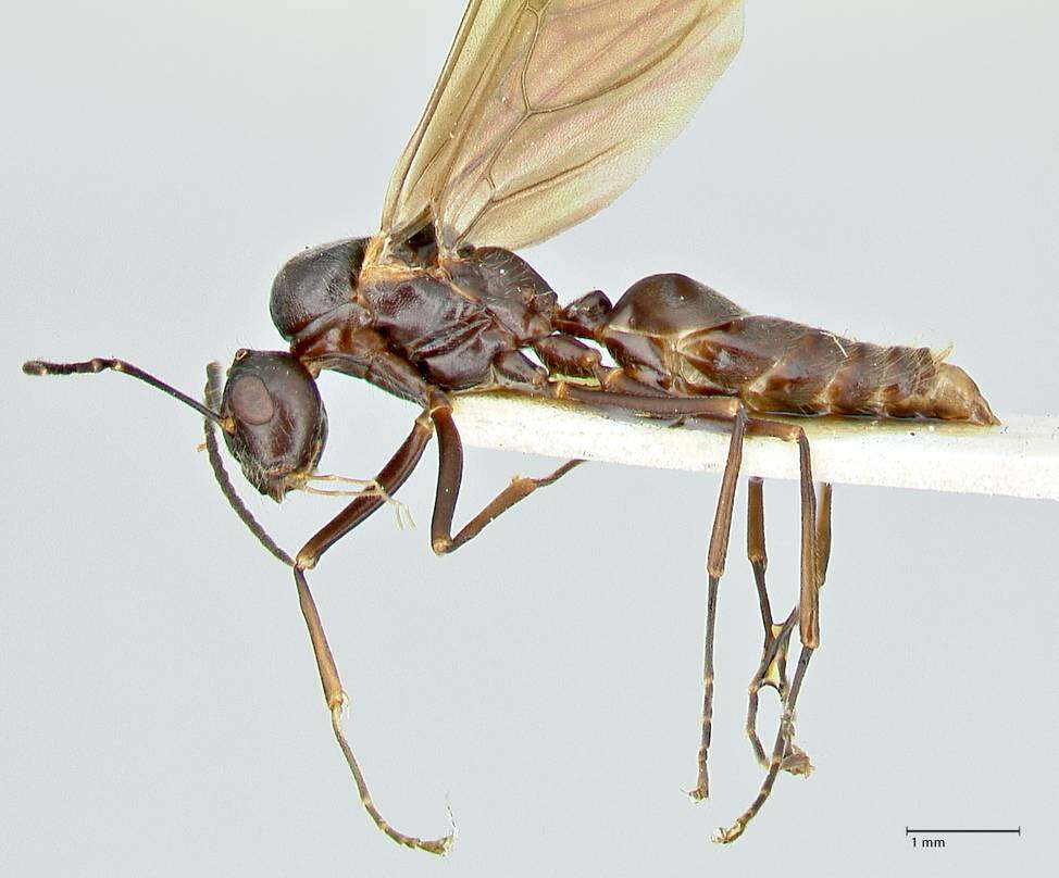 Image of Polyrhachis otleti Forel 1916