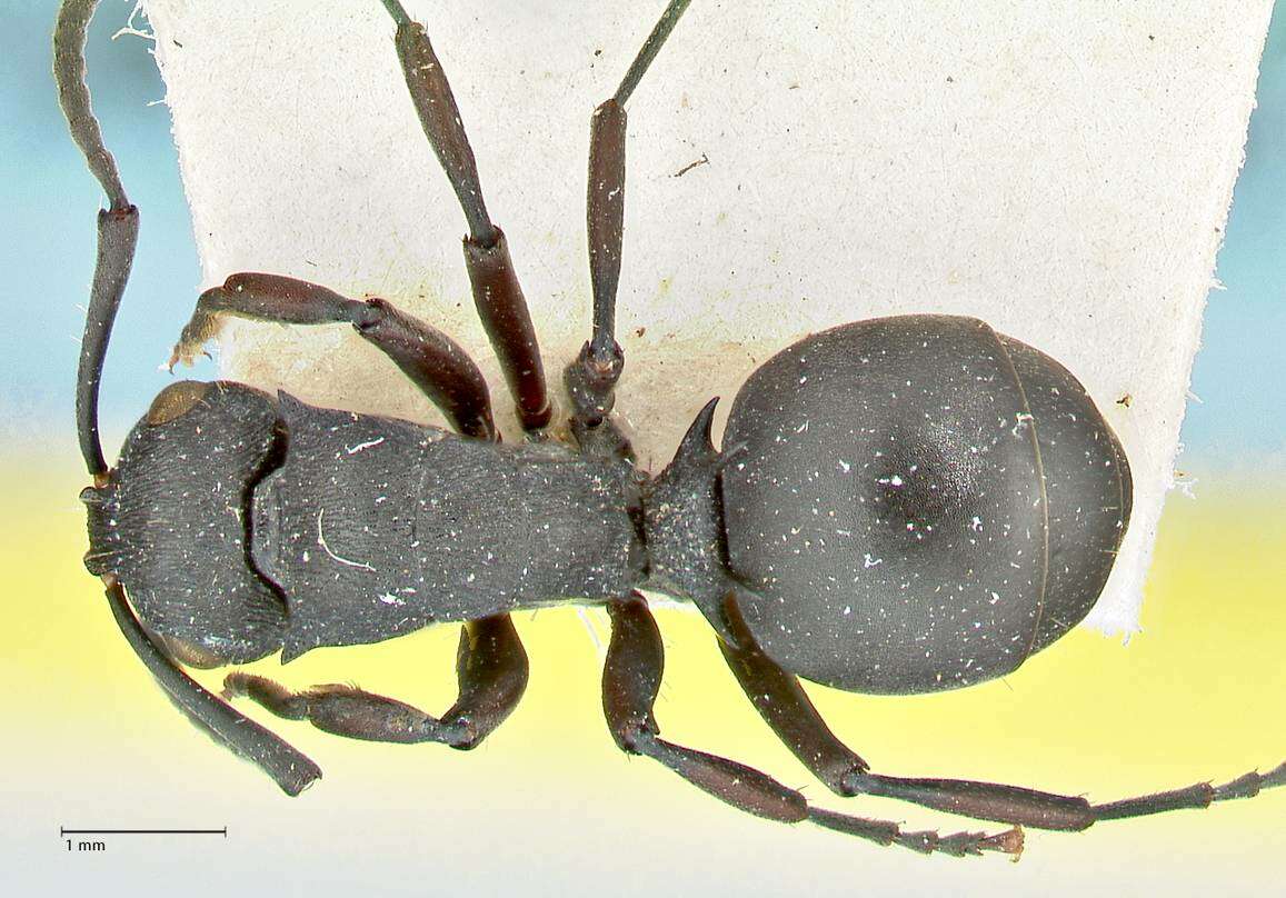 Image of Polyrhachis cubaensis Mayr 1862