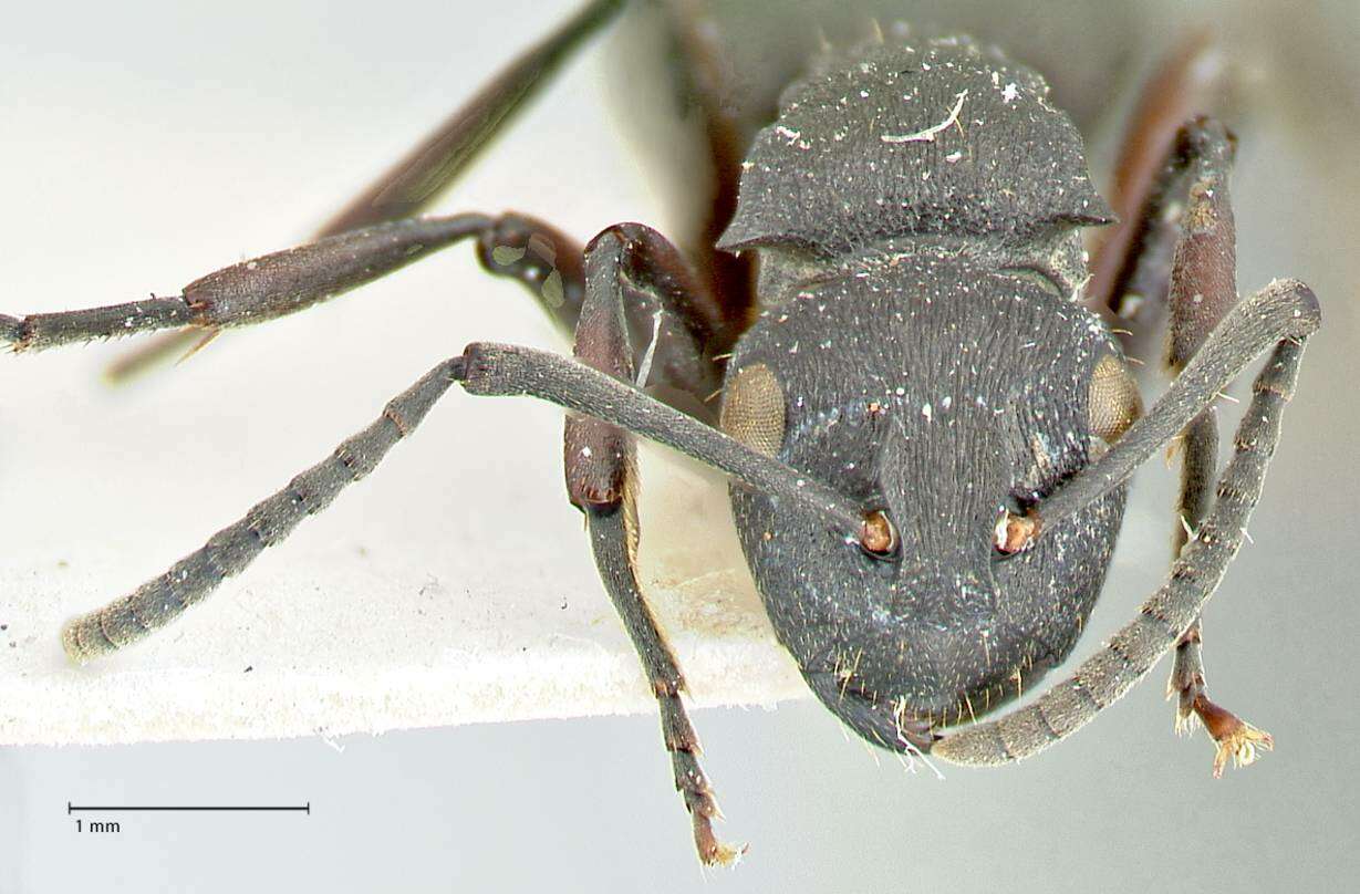 Image de Polyrhachis cubaensis Mayr 1862