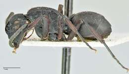 Image de Polyrhachis cubaensis Mayr 1862