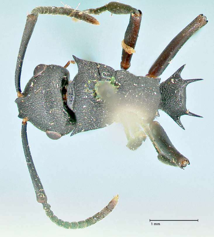 Image of Polyrhachis cubaensis Mayr 1862