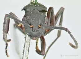 Image de Polyrhachis cubaensis Mayr 1862