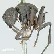 Image of Polyrhachis cubaensis Mayr 1862