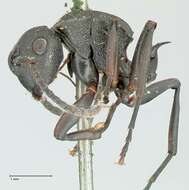 Image de Polyrhachis cubaensis Mayr 1862