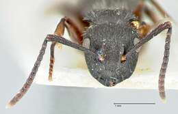 Image of Polyrhachis viscosa Smith 1858